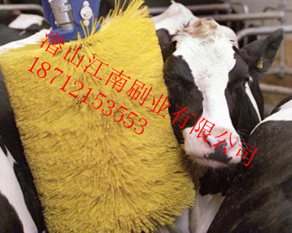 牛体刷
